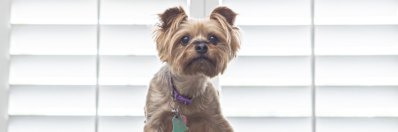 Dog in front of plantation shutters in Cincinnati