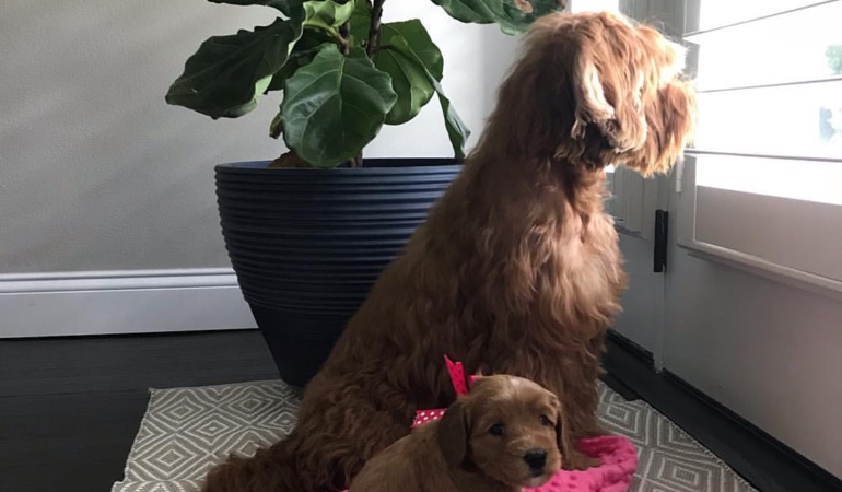 Your windows and doors need window treatments that even your dogs can't harm. Dogs Looking Out Of Window Treatments